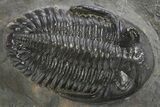 Hollardops Trilobite Fossil - Ofaten, Morocco #319943-1